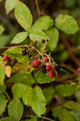 Wild blackberrys on a bush