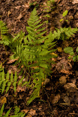 Green fern leaves in the forest