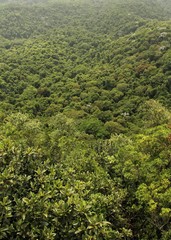 Atlantic forest