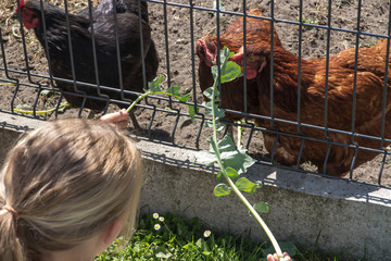the children feed the chickens that are behind the wire mesh fence with the frava and leaves of