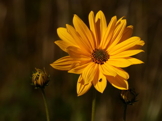 Jerusalem artichoke (Helianthus tuberosus) - yellow sunroot flower (a species of sunflower), Gdansk, Poland