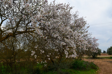 almond tree blossom