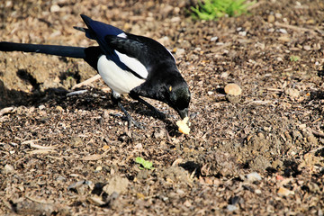 Obraz premium A view of a Magpie