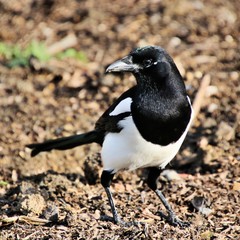 A close up of a Magpie