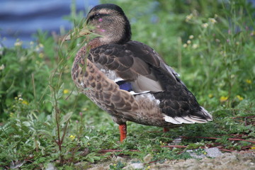 duck on the grass