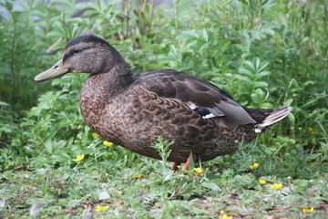 female mallard duck