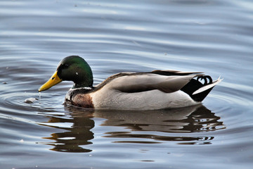 A view of a Duck on the water