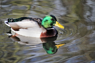 A Male Mallard Duck on the water