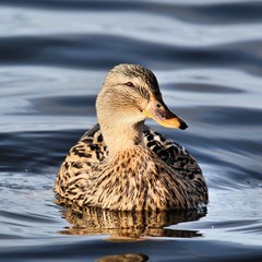 A view of a Mallard Duck