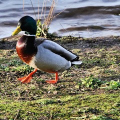 A view of a Mallard Duck