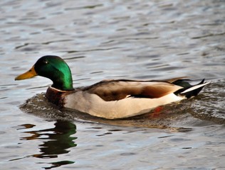 A view of a Mallard Duck