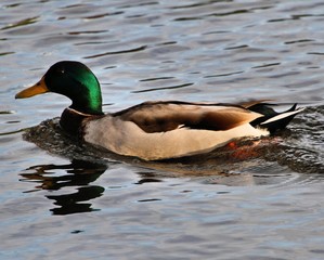 duck on the lake