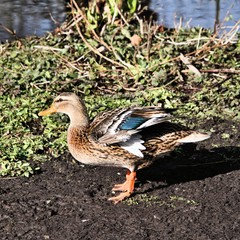 A view of a Duck on the water