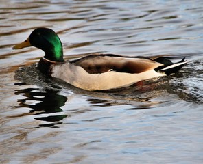 Fototapeta premium mallard duck on the lake