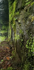 Moss near the waterfall