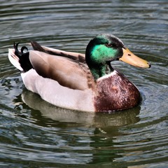 A view of a Mallard Duck