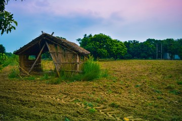 Fototapeta na wymiar Thatched hut on a farm land with lush green trees and a blue sky in the background