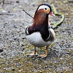 A view of a Mandarin Duck