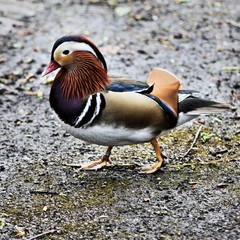 A view of a Mandarin Duck