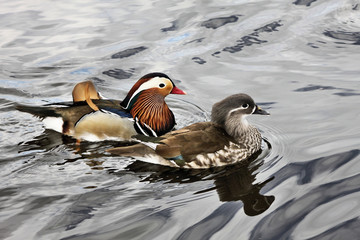 A view of a Mandarin Duck