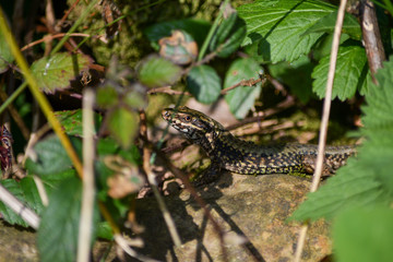 lizard on a tree