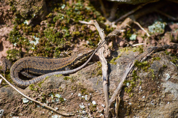 snake in the grass