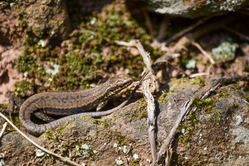 snake in the grass