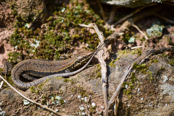 lizard on the rock