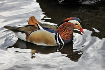 A view of a Mandarin Duck
