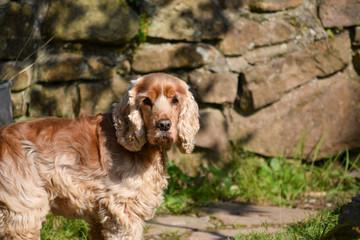 english cocker spaniel