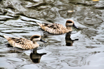 A view of a Duck on the water