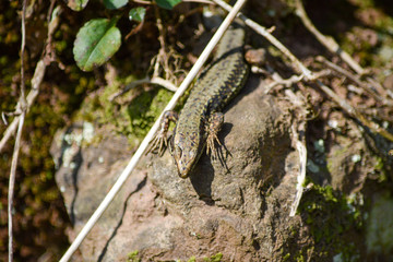 lizard on the tree