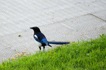 crow on a grass