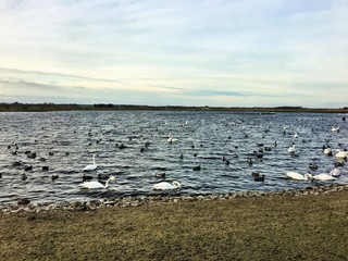 A view of Martin Mere Nature Reserve