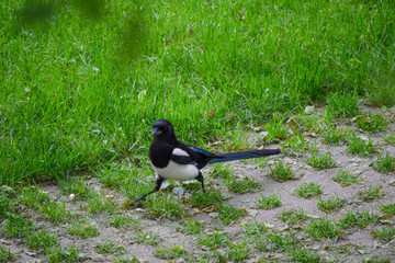 bird on the grass