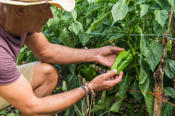 farmer picking green peppers on the farm