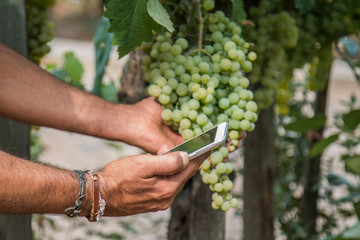man using mobile phone in vineyard close up view