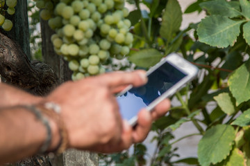 man using mobile phone in vineyard close up view