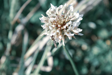 close up of pine needles