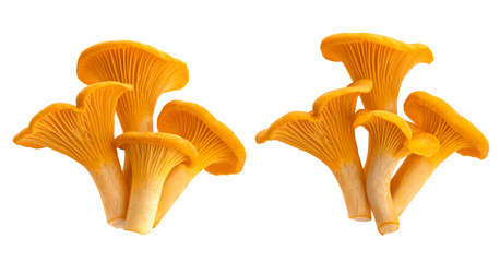 Fresh chanterelle mushrooms isolated on white background - obrazy, fototapety, plakaty