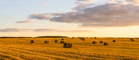 Panoramic view of a field with haystacks. Landscape during sunset.