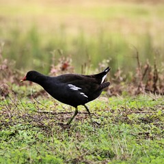 A view of a Moorhen