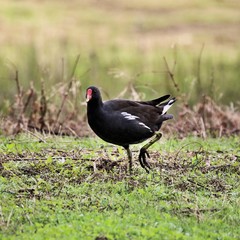 A view of a Moorhen