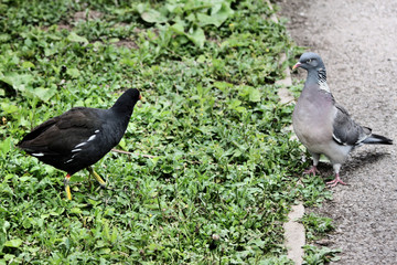 A view of a Moorhen and a Pigeon