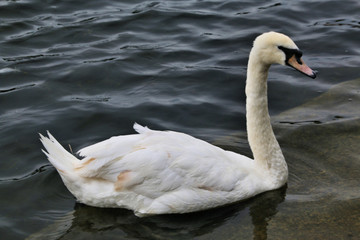 swan on the lake