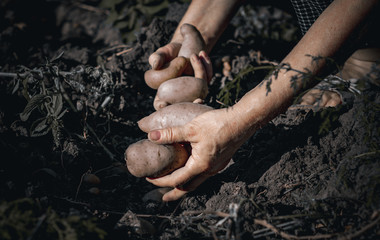 Hand picking up potatoes from the ground. concept: autumn/fall harvest abundance