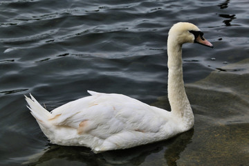 A view of a Mute Swan