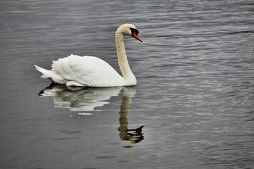 A view of a Mute Swan on the water