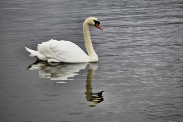Fototapeta na wymiar A view of a Mute Swan on the water