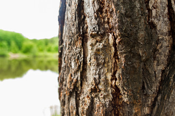 Close up view of tree bark